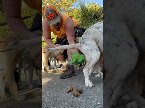 DOGEX:Scoop Scoop Revolution #poop #dogpoop #dogwalker #funny #dogs #dogsocialization @PETNPET