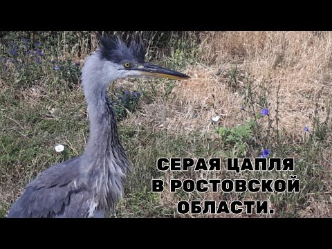 Молодая цапля учится летать.Цапли в дикой природе.