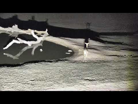 Djuma: Lone Impala female comes for a drink - 00:39 - 11/21/18