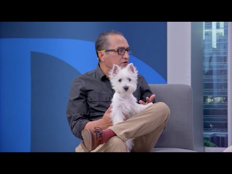 HeralDog | Heriberto Quintana y Mario Flores | Terriers | #PerrosPremier