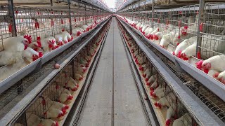 Download lagu Battery Cages | H Frame Modular Cages | CHAKRA Poultry Equipment mp3 Download lagu Battery Cages | H Frame Modular Cages | CHAKRA Poultry Equipment mp3