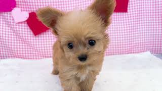 ハーフ犬の動画01