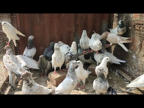 Mehfooz bhai k rang birange desi kabutar in Varanasi part 1