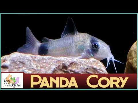 All About Panda Corydoras - Small, Gentle and Seriously Cute Catfish