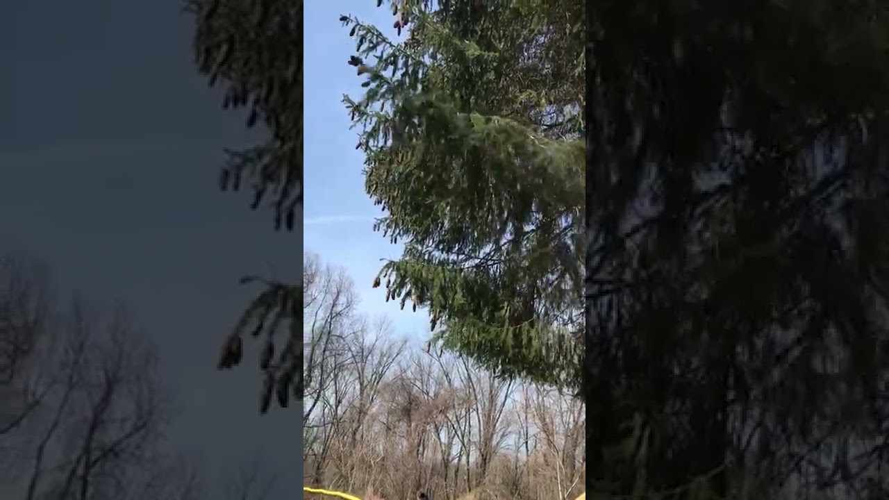 Shaking pine cones out of a tree