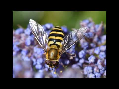 BEEutiful, Flowers & Associates, St James's Park, London!