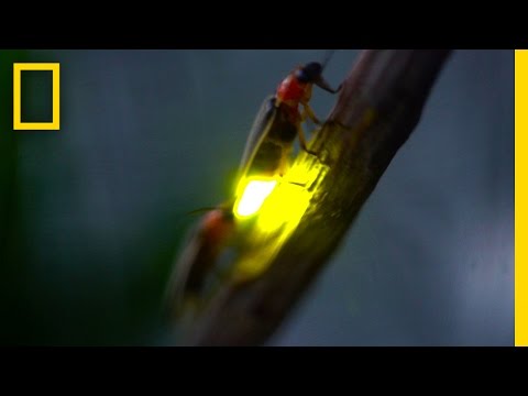 image-What are luminous insects?