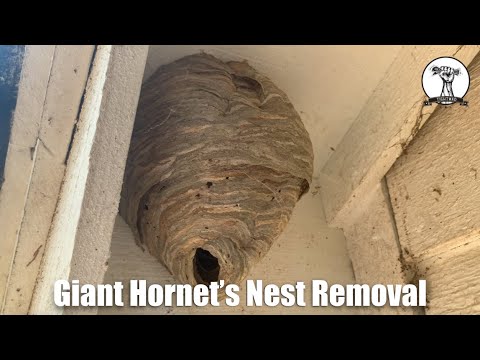 Hornet's Nest Removal