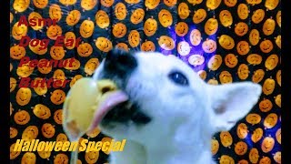 Asmr #8 Dog eat peanut butter Halloween Special