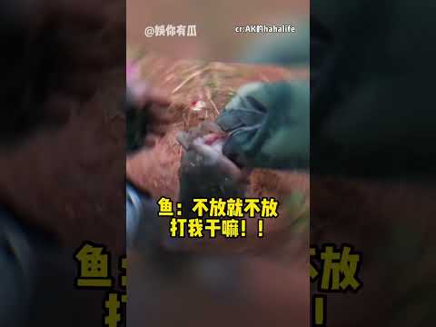 叉尾：好消息 会说人话了，坏消息：碰上个听不懂人话的 #钓鱼佬 #钓鱼 #搞笑 #万万没想到
