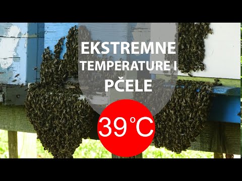 Vreo talas osamutio ljude i pcele - the hot wave changed the behavior of the bees