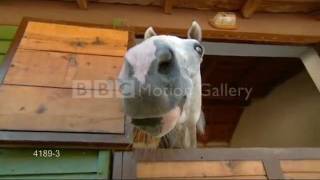 horses riot sugarcult