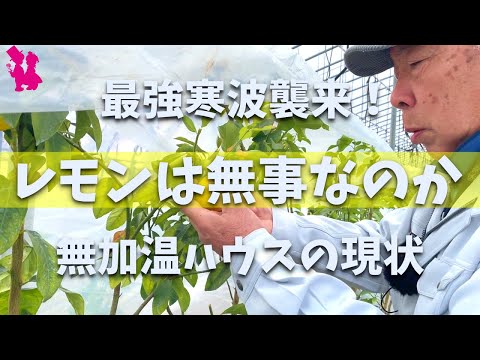鉢植えのレモンの木はどのくらいの温度に耐えることができますか?冬に取り込んだほうがいいでしょうか？  庭園