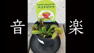 【音楽制作】ふひひひひ【リクエスト可】