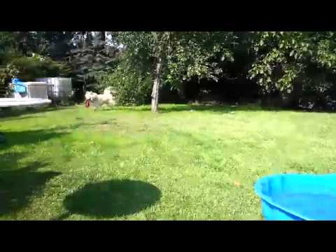 Earl Leeroy vom Sitara