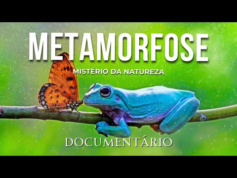 A Incrível METAMORFOSE