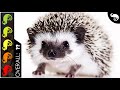 Hedgehog, The Best Pet Mammal?