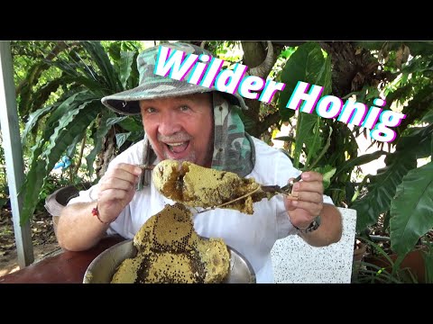 Papa hat wieder Honig entdeckt, natürlich schicken wir den über 80 Jährigen auf dem Baum .🤪😜