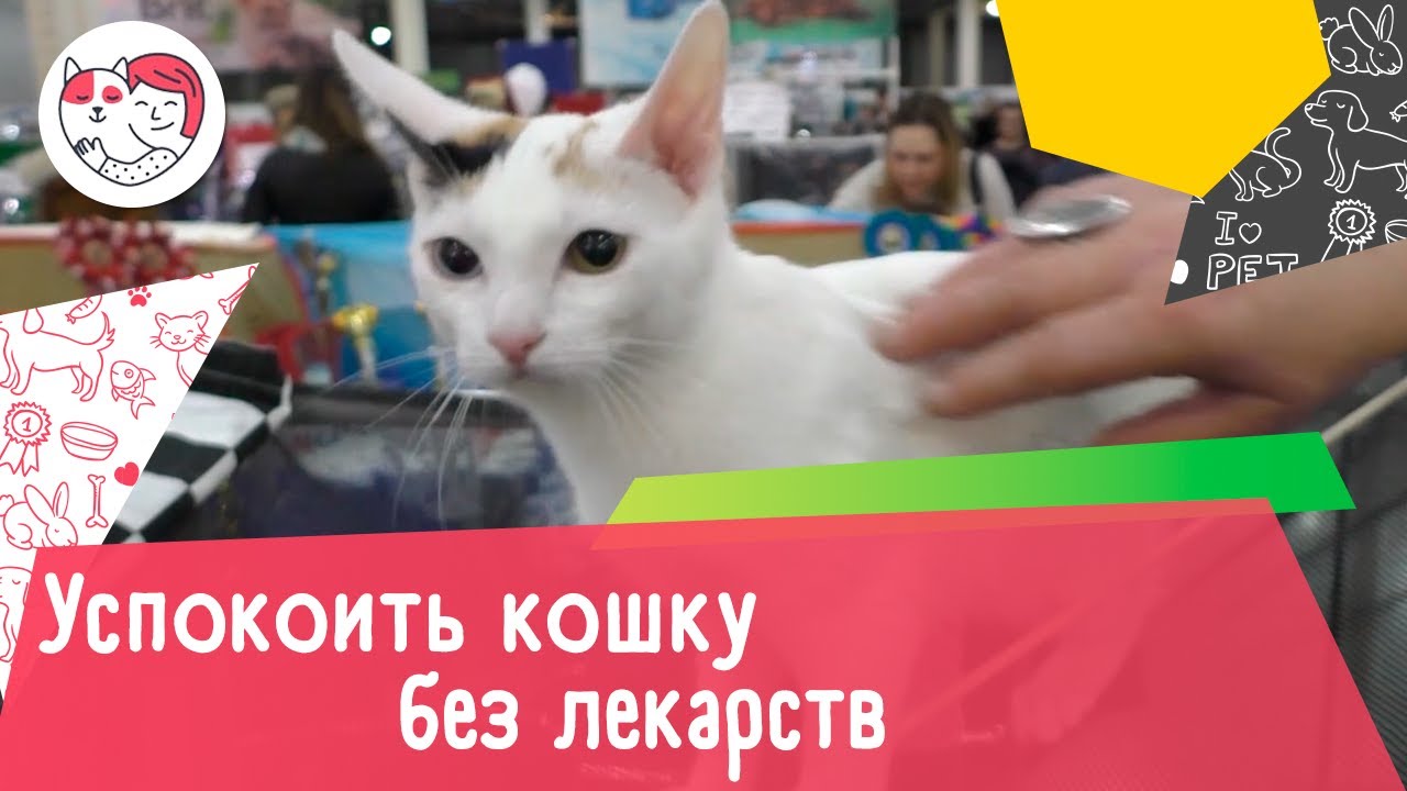 5 способов успокоить кошку без использования лекарств