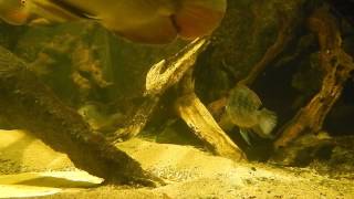 preview picture of video 'Zoo Osnabrück Tetra Aquarium Barschbecken Südamerika'