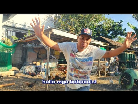 3 BEST BLOODLINES we use for BREEDING‼️, GOLDENBOY SWEATER || McClean Hatch FIREBIRD kelso