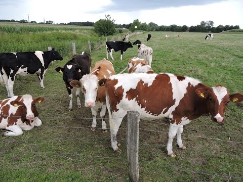 Wandern im Münsterland und chillen mit Kühen