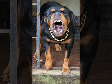 Angry Rottweiler barking at owner #rottweiler #funnyanimal  #angry #pets #angrypet #dog #angrydog