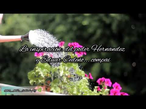 Olvídate de eso...🌺 Nenito Vargas y Los Plumas negras