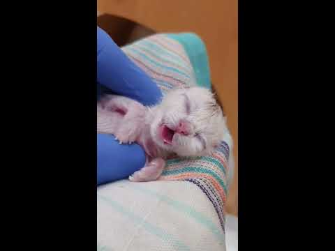 Kitten Born Dead | CONTENTbible