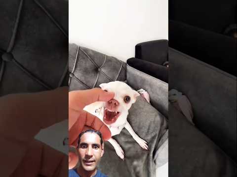 Niki likes bite the kuchi kuchi man🤣 #funny #puppy #doglife #cutedog #funnypuppy #puppyvideos