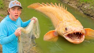 Netting Wild Aquarium Fish For My BACKYARD POND!