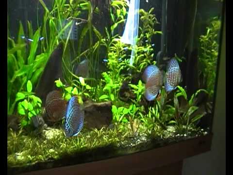 my discus fish planted aquarium