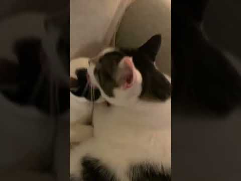 #music #cover #coversong #rap #song #gacha #ocdance #memeanimation #funny #osc