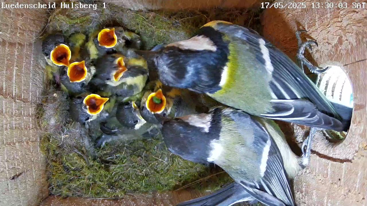Aus Fressmaschinen werden flauschige Küken! | 17.05.2025