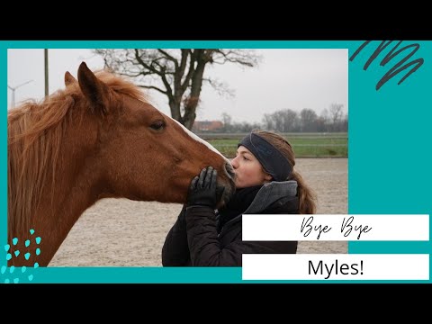 Nach 7 Monaten mit Myles - Mustang Makeover 2021