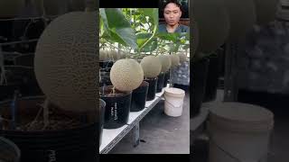 Download lagu TABULAMPOT MELON mp3