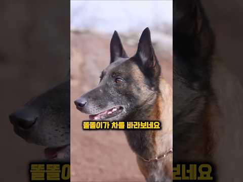 천재견 똘똘이 때문에 개장수가 장사를 접은 충격적 이유 #천재견 #강아지 #애견영상 #감동