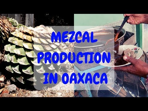 Processo de produção de mezcal em Oaxaca, México | Experiência na vida da aldeia | Ep. 38