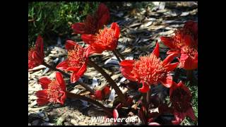 The Cure - Bloodflowers with lyrics