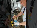 Johnny Teacher сироп Бейліз 900 г