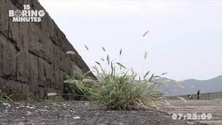 Small flowers crack concrete
