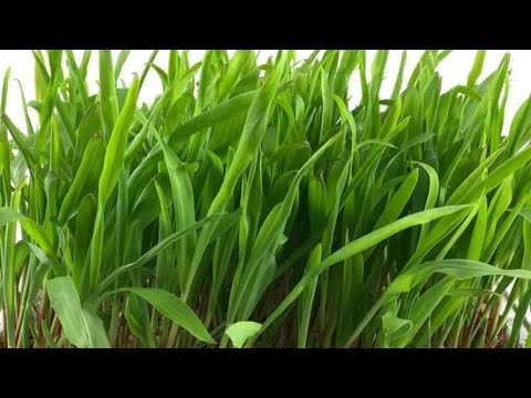 How to Grow Popcorn Grass