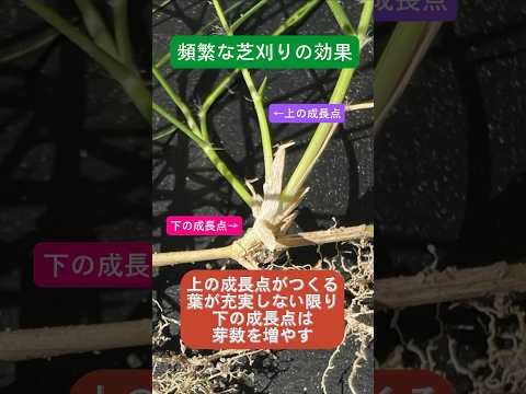 春に芝生を怖がらせるときに損傷を避けるために何をすべきか、あるいはすべきでないか？  庭園