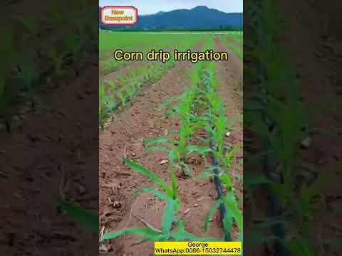 corn drip irrigation
