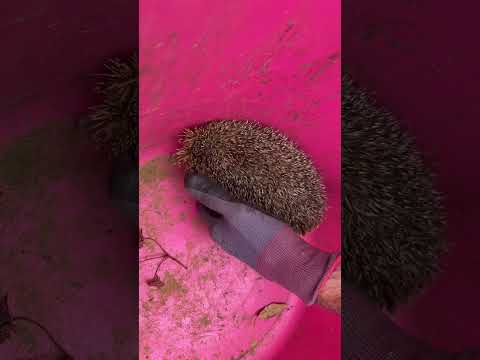 Another Cadent Victim #hedgehogs