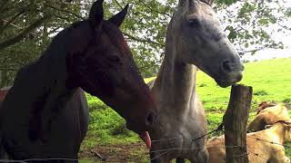 "Fia - Shine" Cover by Sandra