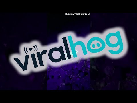 Arizona Scorpion Glows Bright Under Black Light || ViralHog