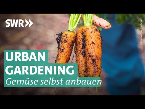 , title : 'Obst und Gemüse selbst anbauen – das geht auch ohne Garten | Marktcheck SWR'