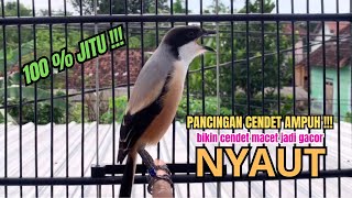 Download lagu burung cendet gacor FULL MATERI pandai BUAT PANCINGAN CENDET AGAR BUNYI,, bikin BURUNG PENTET GACOR mp3 Download lagu burung cendet gacor FULL MATERI pandai BUAT PANCINGAN CENDET AGAR BUNYI,, bikin BURUNG PENTET GACOR mp3