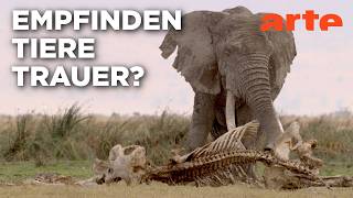 Neues aus der Verhaltensforschung | Doku HD | ARTE